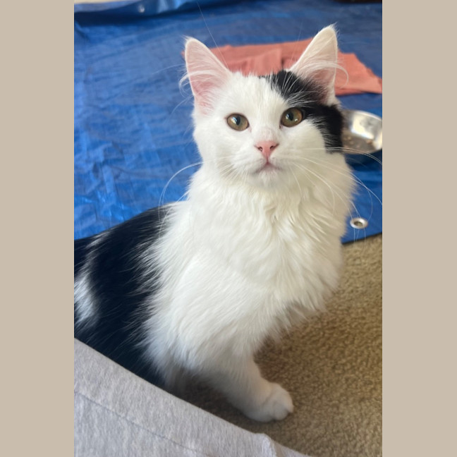 Photo of Chickpea