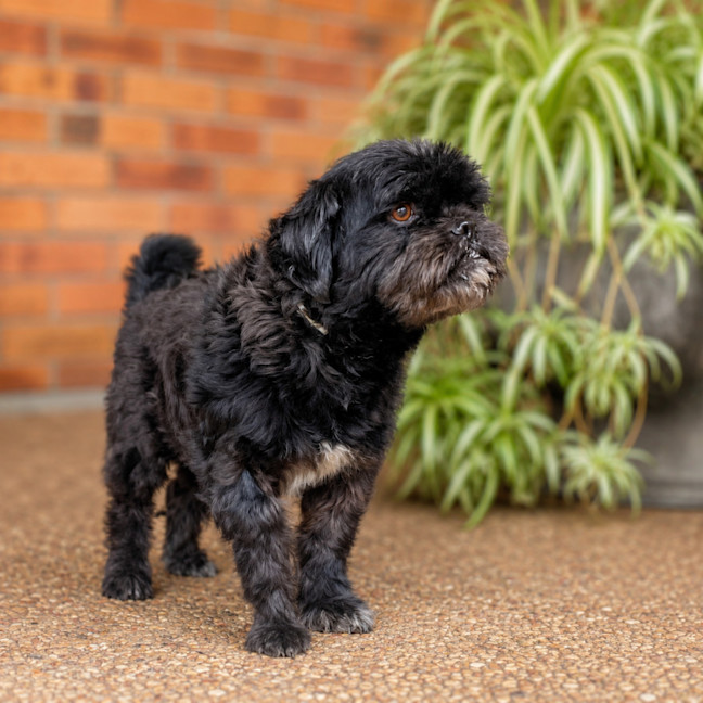 Photo of Marley