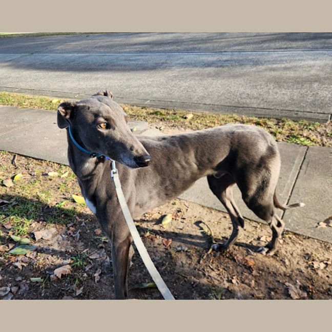 Photo of Bluey   2 Year Old Greyhound