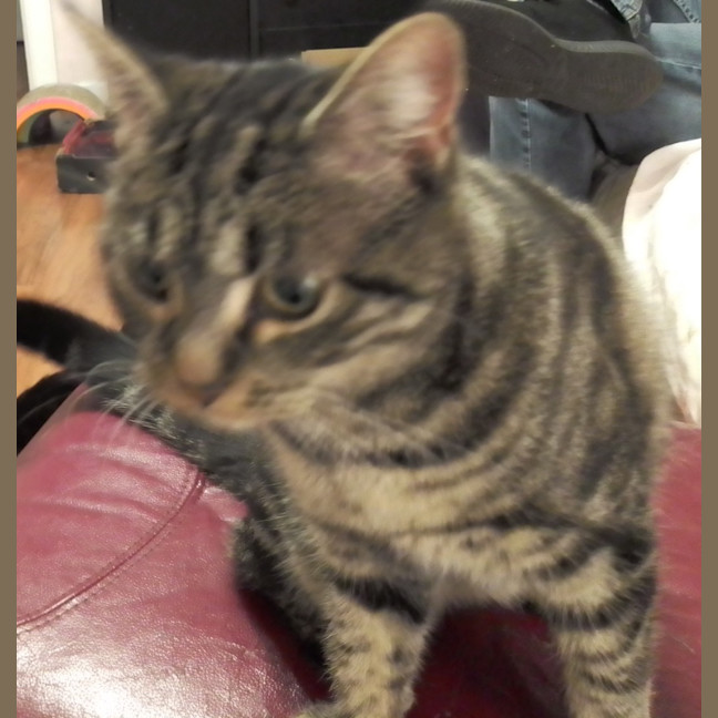 Photo of Kitty