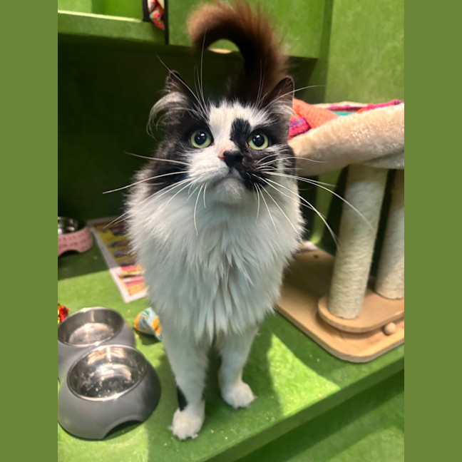 Photo of Mowgli
