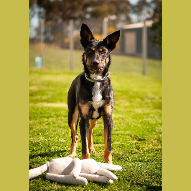 Photo of Duke