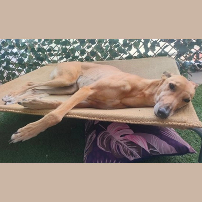 Photo of Goldie