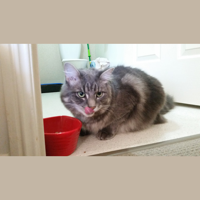 Photo of Mr Fluffy