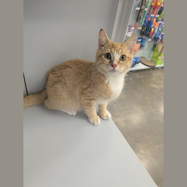 Photo of Gingy