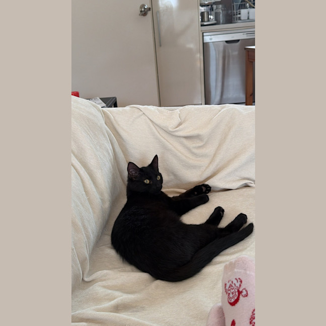 Photo of Cosmo