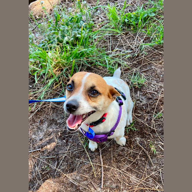Photo of Lola & Louie   4 Year Old Mini Fox Terriers