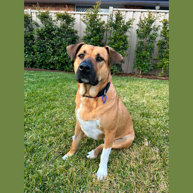 Photo of Brandi   3 Year Old Staffy X Shar Pei