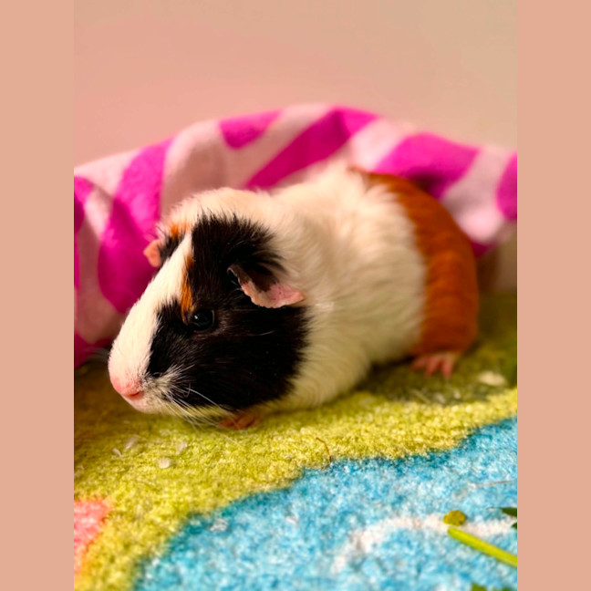 Photo of Ethan 