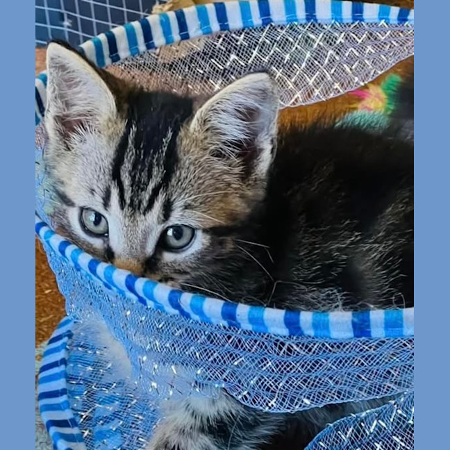 Photo of Tommy