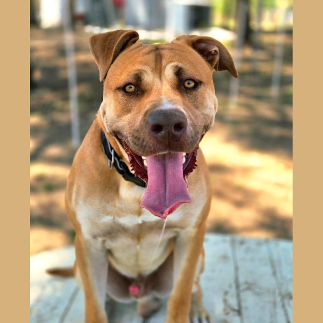 Photo of Chip
