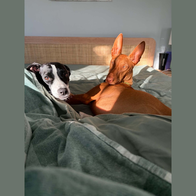 Photo of Sage