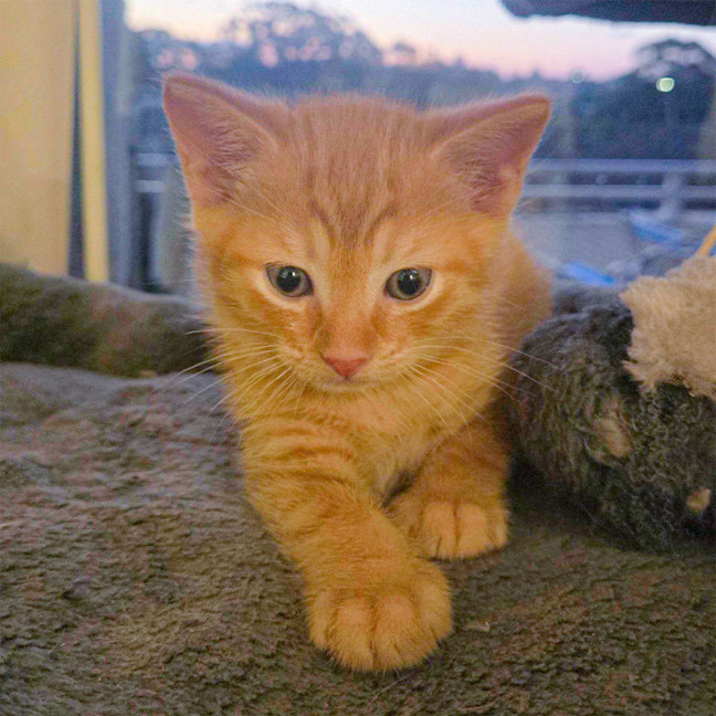 Photo of Frey