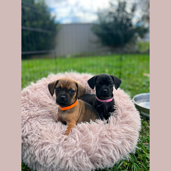 Photo of Boston   8 Week Old Dachshund X Pug