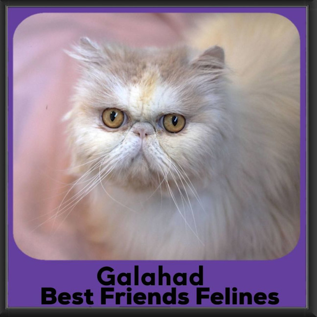 Photo of Galahad 