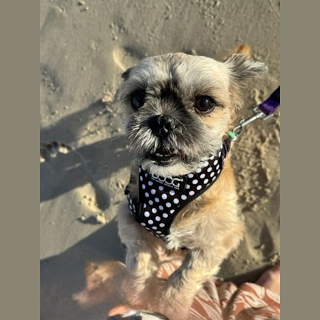 Photo of Alfie & Delilah ~ Pair Of Shih Tzus, Boy And Girl