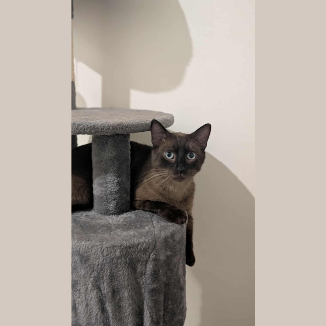 Photo of Shiloh