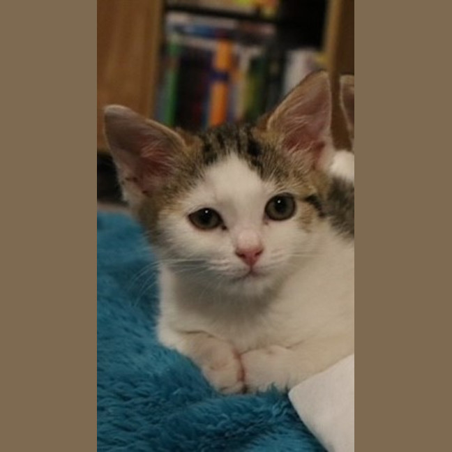 Photo of Meow