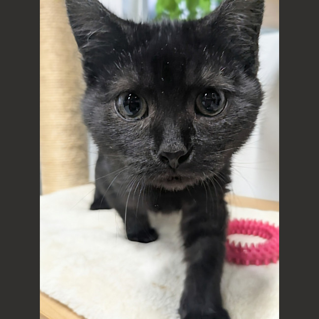 Photo of 🌱 Phillip 6260 🌱