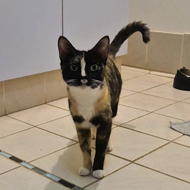 Photo of Ziva