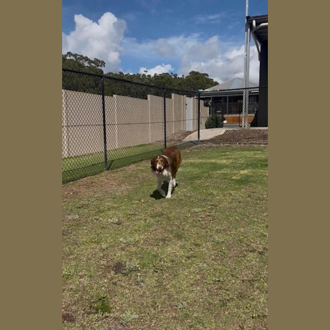 Photo of Jersey   4 Year Old Border Collie