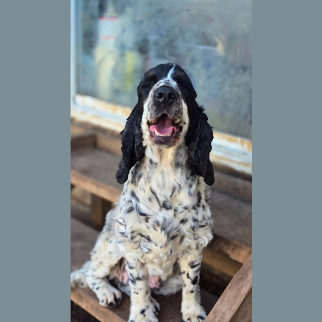 Photo of Lola