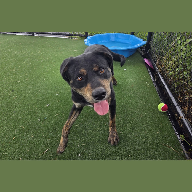 Photo of Blaze Imp 556