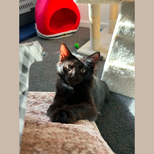 Photo of Tippa & Sooty   4 Month Old Domestic Short Hair