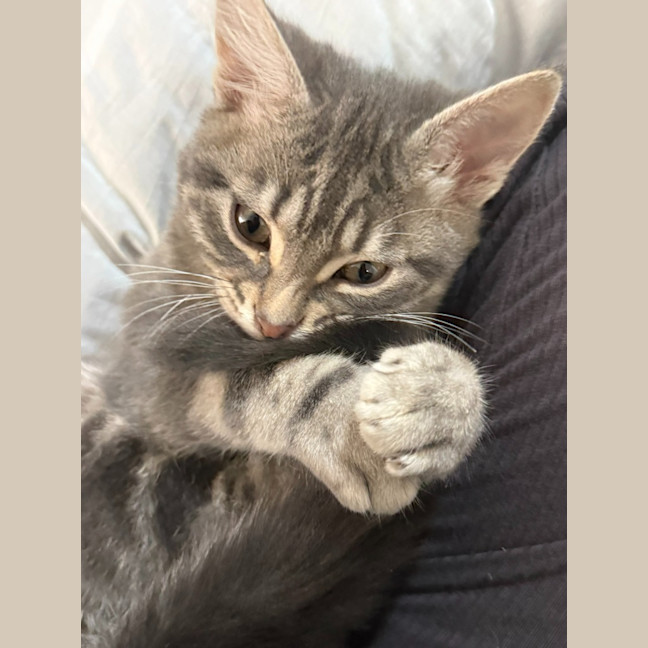 Photo of Shadow