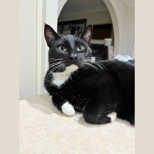 Photo of Oreo *9 Lives Project Rescue*