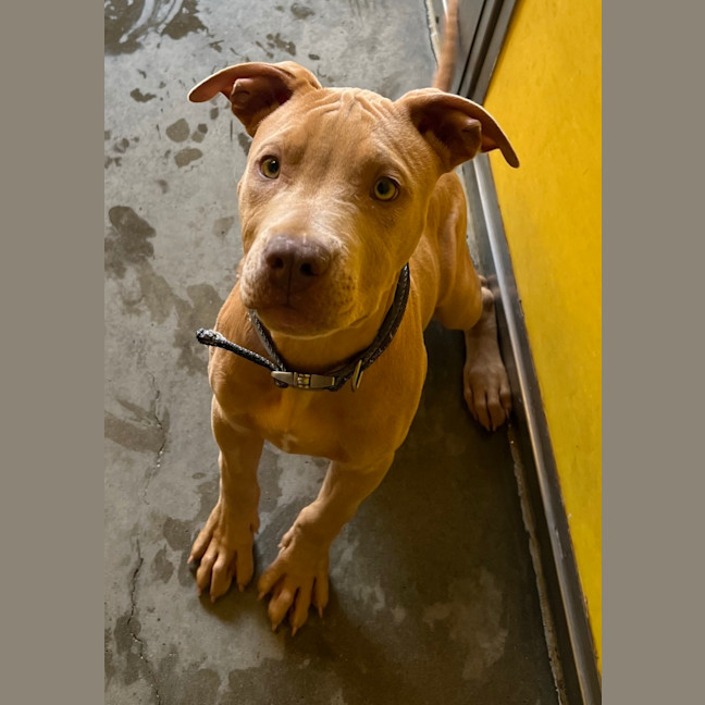 Photo of Rufus