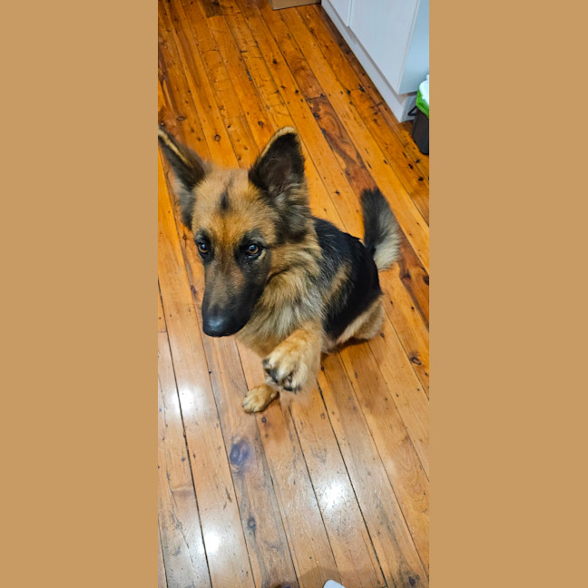 Photo of Sasha   4 Year Old German Shepherd
