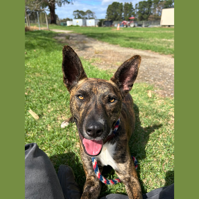 Photo of Honey