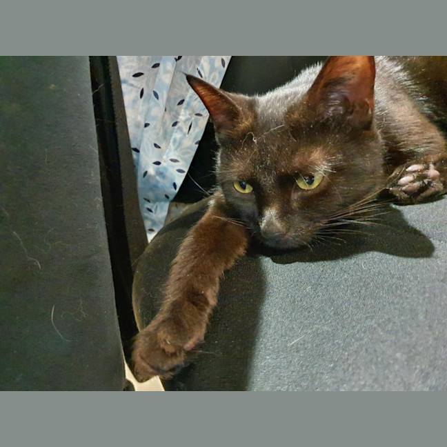 Photo of Gamora **2nd Chance Cat Rescue**