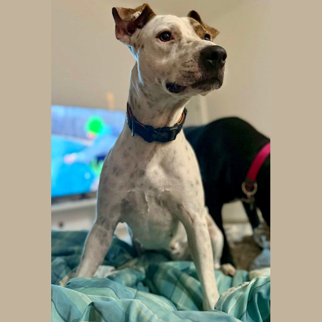 Photo of Daisy   2 Year Old Bull Arab X