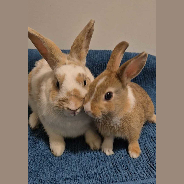 Photo of Sandy (Bonded With Penny Loafer)