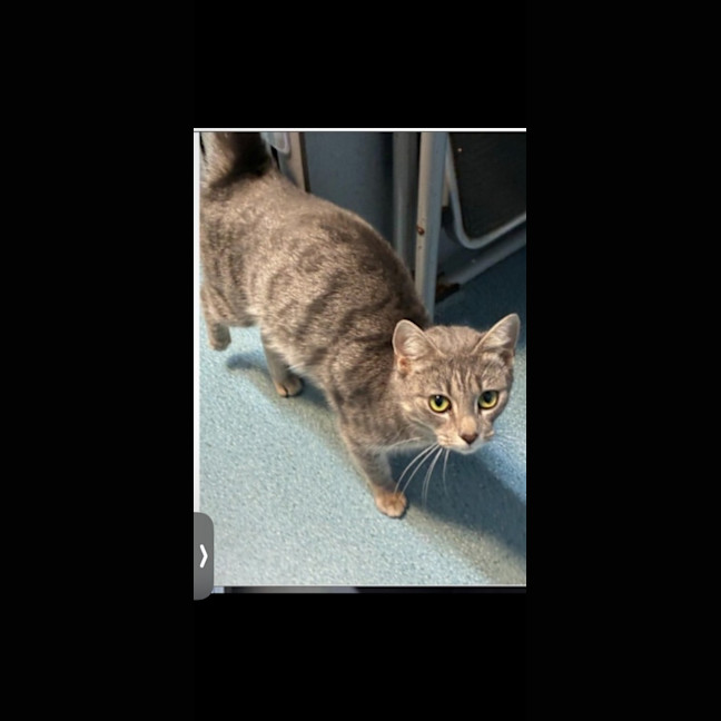 Photo of Shelby