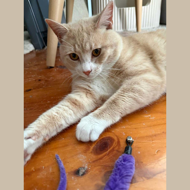 Photo of Murphy *9 Lives Project Rescue*