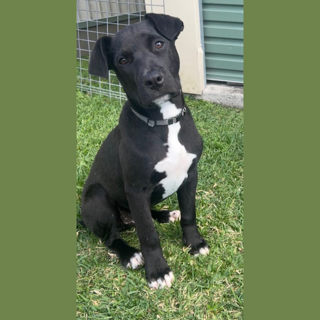 Photo of Guiness