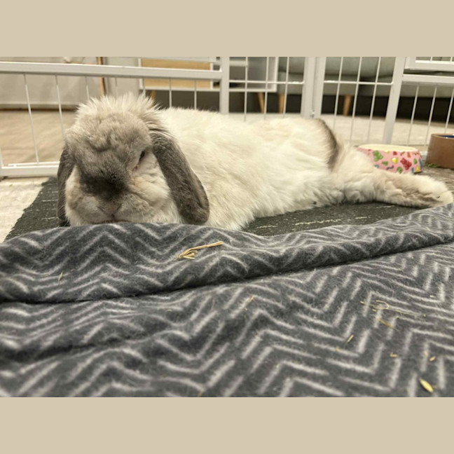 Photo of Gorgeous Milo