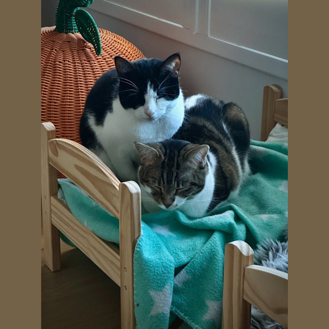 Photo of Amelia & Georgie   In Foster Care In Northcote