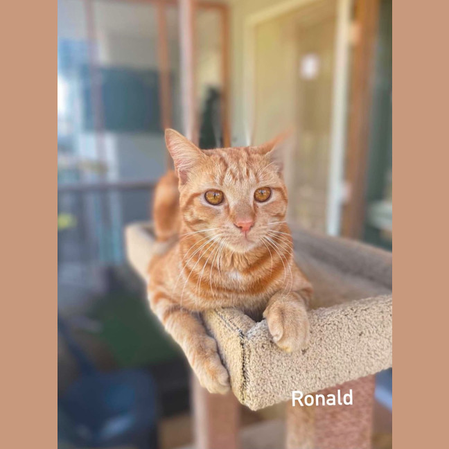 Photo of Ronald