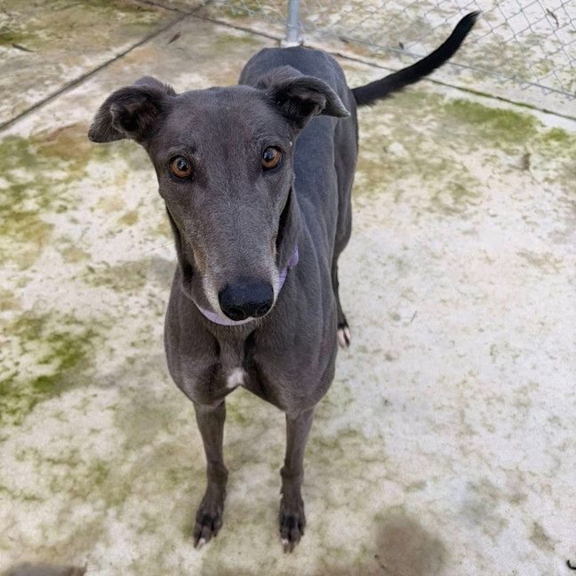 Photo of Megan The Greyhound
