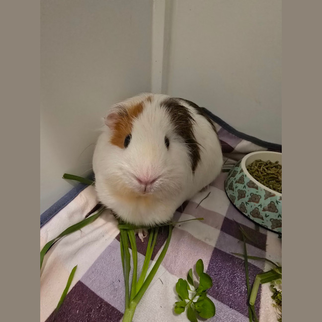 Photo of Bean & Pop Corn