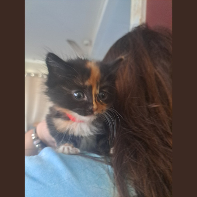 Photo of Violet (K56)