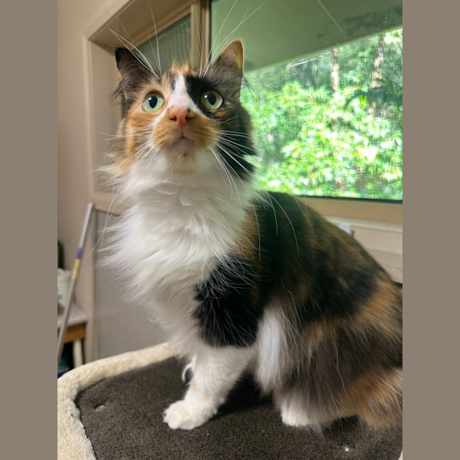 Photo of Marshmallow