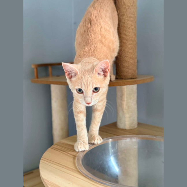 Photo of Dexter