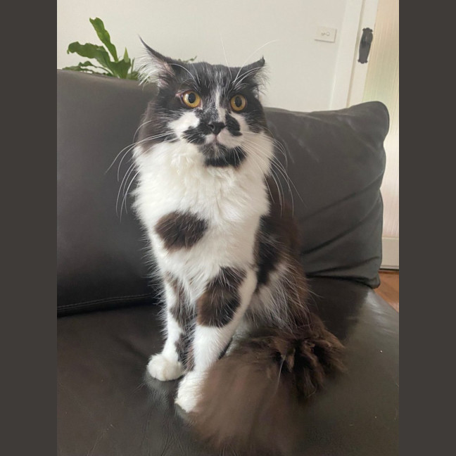 Photo of Shadow
