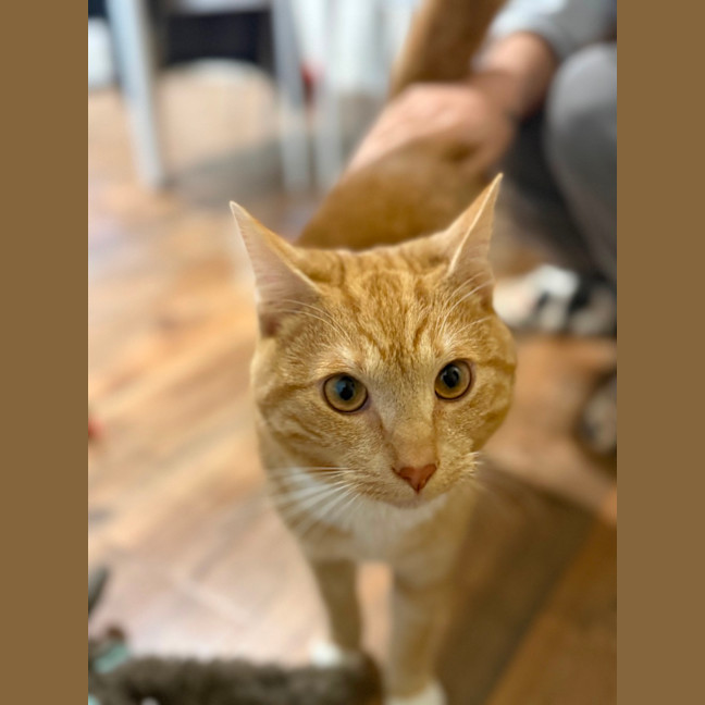 Photo of Woody 