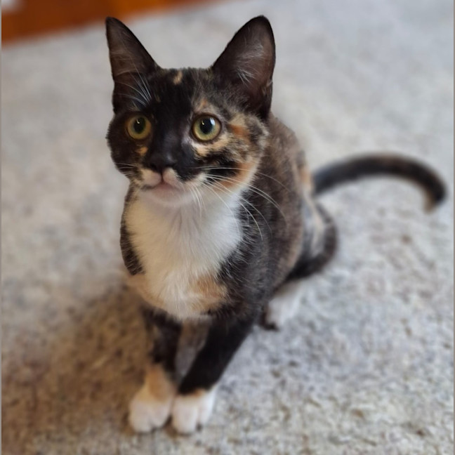 Photo of Ember